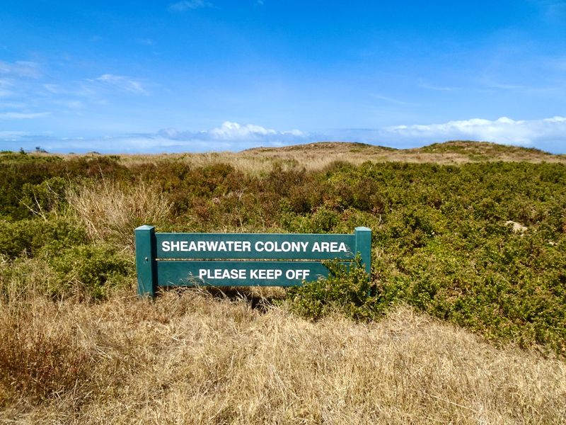 Griffiths Island isa a shearwater (mutton bird ) sanctuary