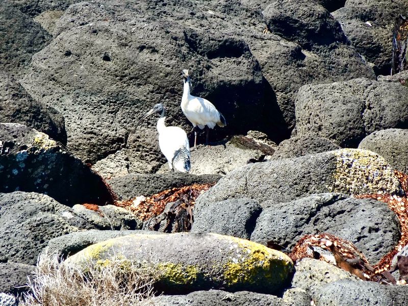 Ibis