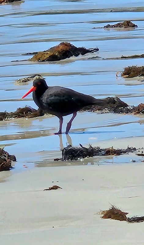 Sooty Oystercatcher