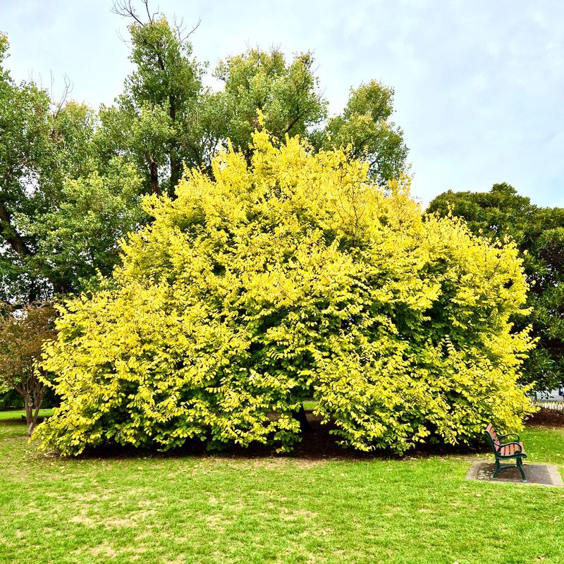 Landcox Park, golden tree