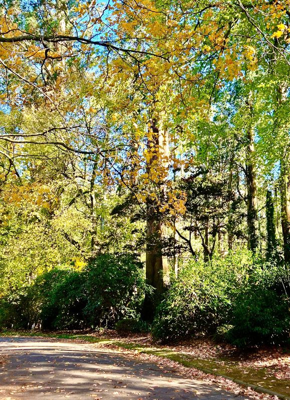 Alfred Nicholas Memorial Gardens, Dandenong Ranges