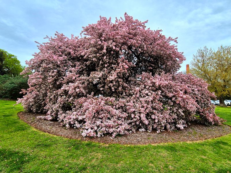 Castlemaine Botanic Gardens