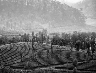 manicured hills Valparai_DSF6092.jpg