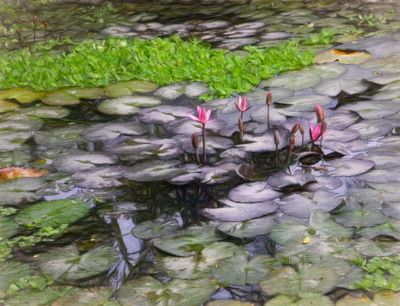 lotus pond Laos_DSF7225.jpg