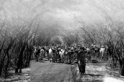 cattle walk Bhuj_DSF3730.jpg