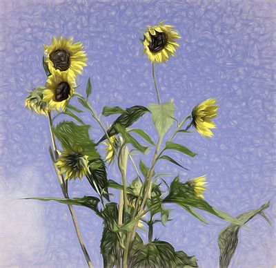 sun flowers still life DSC_1432.jpg