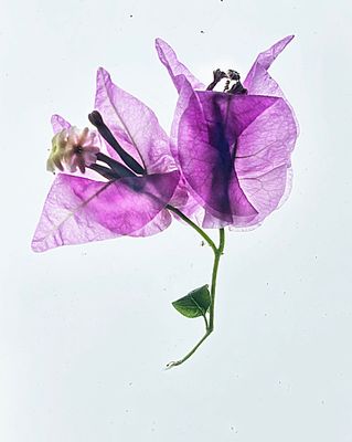 IMG_9278.jpg
