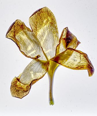 macro_-_the_world_in_close_up