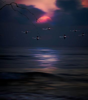 seascapes
