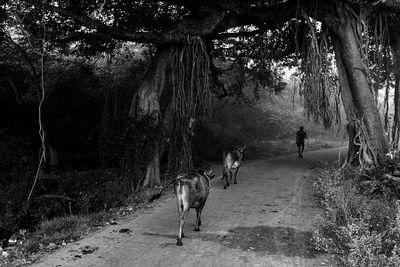 chettipunyan & vadakal villiage_DSF8410-1.jpg