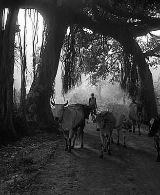 chettipunyan__vadakal