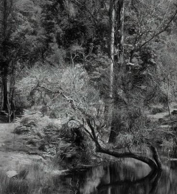 _DSF2783-tree in the landscape.jpg