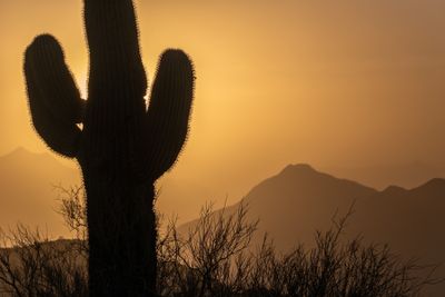 Arizona