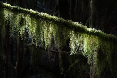 Vancouver Island