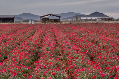 Arizona