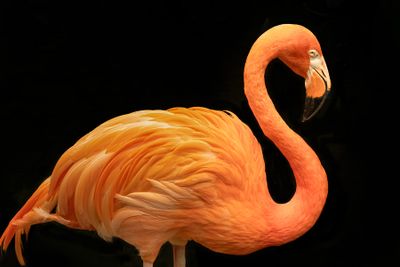 Wildlife