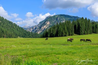 Misurina