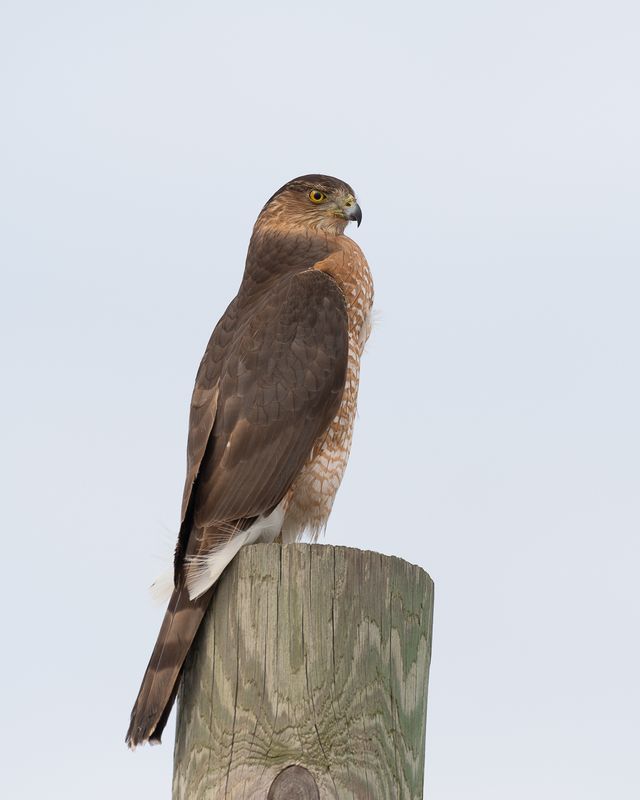 adult Coopers Hawk