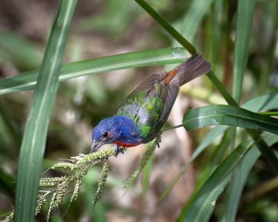 Painted Bunting male 
