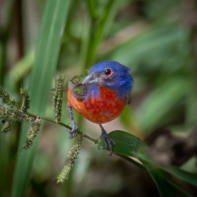 Painted Bunting male 