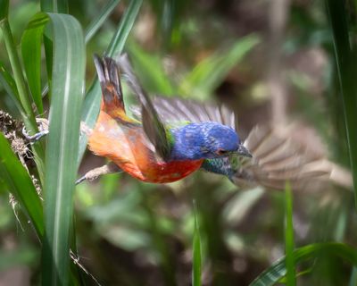 Painted Bunting male 
