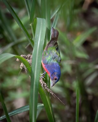 Painted Bunting male 