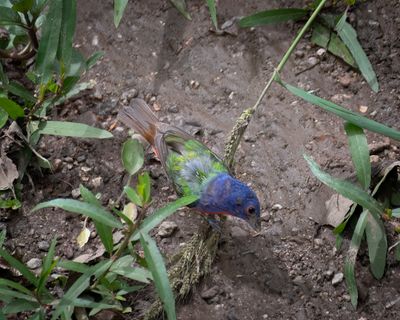 Painted Bunting male 
