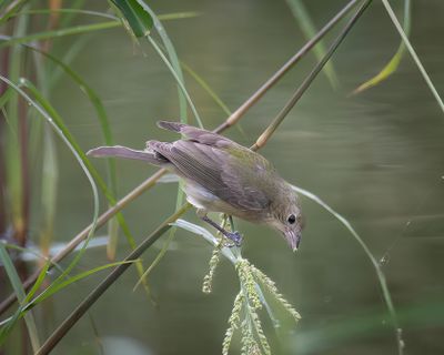 Painted Bunting 1st year