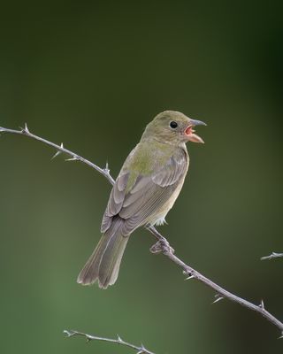 Painted Bunting 1st year
