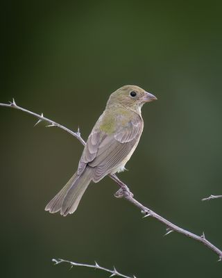 Painted Bunting 1st year 