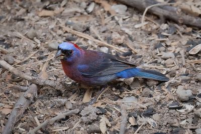 Varied Bunting male