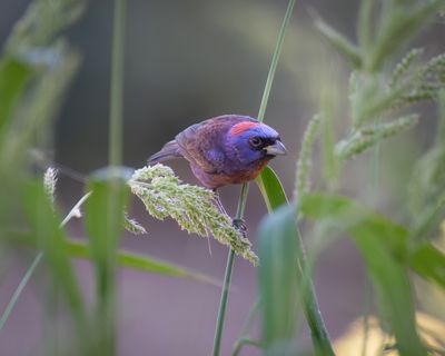 Varied Bunting male