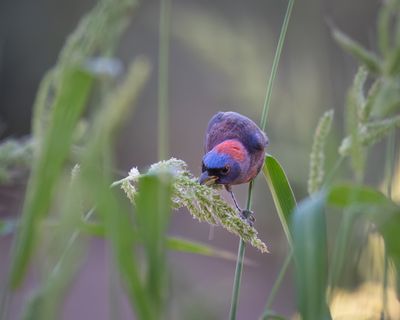 DSC_7367-Edit.JPG