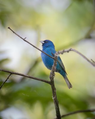 Indigo Bunting male
