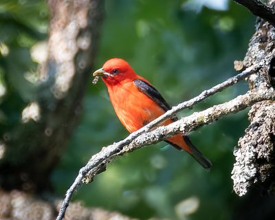 Scarlet Tanager male