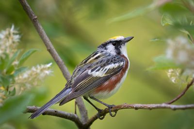 Chestnut-sided Warbler 