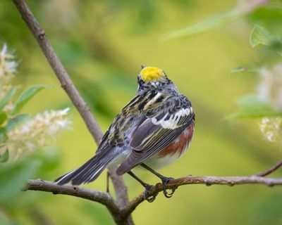 Chestnut-sided Warbler 