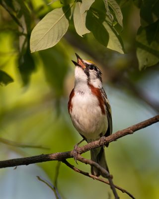 Chestnut-sided Warbler 