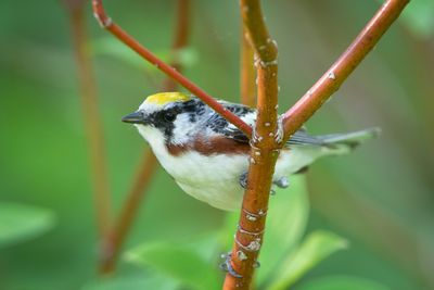 Chestnut-sided Warbler 