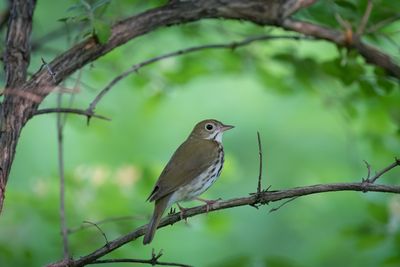 Ovenbird