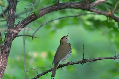 Ovenbird