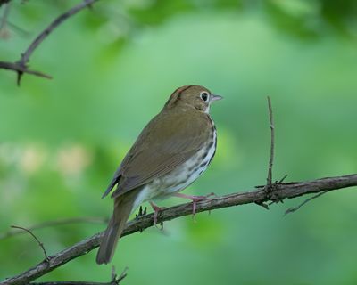 Ovenbird