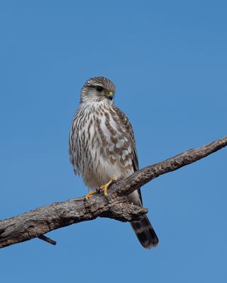 Merlin