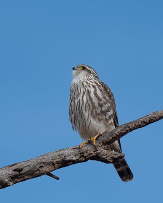 Merlin