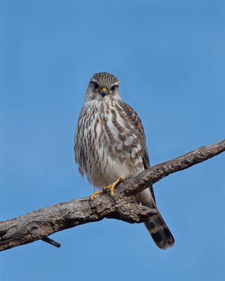 Merlin