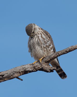Merlin