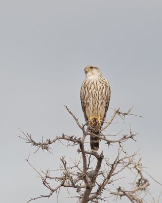 Richardson's Merlin 