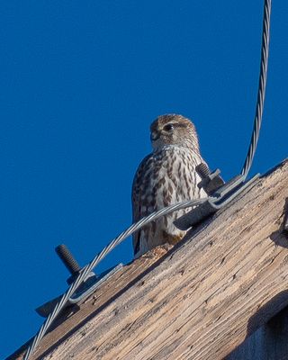 Richardson's Merlin