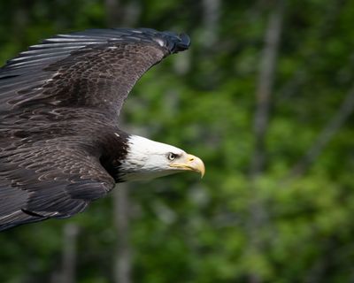 adult Bald Eagle