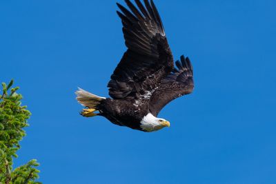 adult Bald Eagle